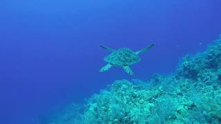 Roatan Honduras - Turquoise Bay Resort Day 4 - Scuba Diving and Turtles by capttaylor03 229 views 4 years ago 4 minutes, 51 seconds