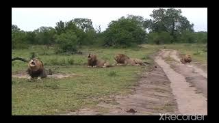 Majingilane Male Lions Roaring
