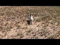 braque d'auvergne SNIPER du ruisseau de montbrun 2 mois 1/2 fils de VALDEK décédé il y a 2 ans