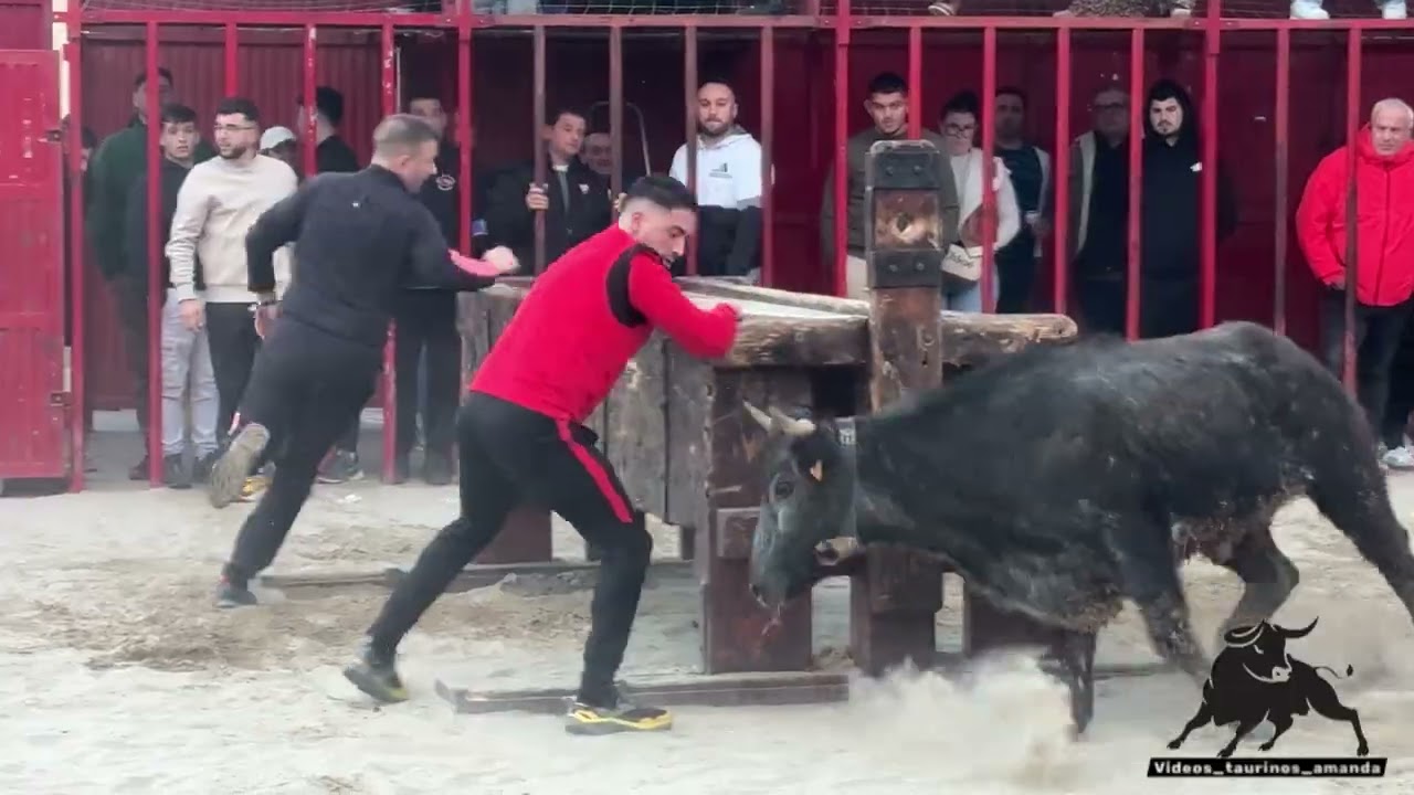 Benicàssim 25/01/26 details of the afternoon ivanet livestock🐂👏