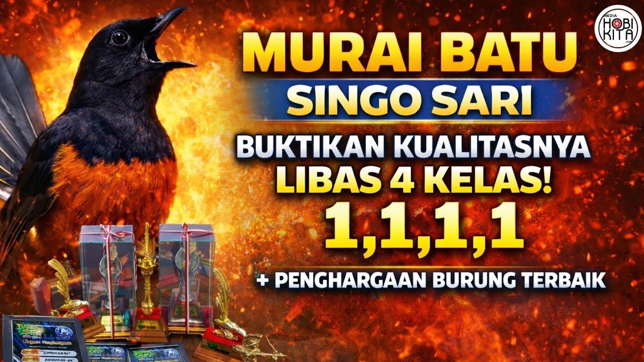 MURAI BATU SINGGOSARI LIBAS 4 KELAS  SANDANG PREDIKAT BURUNG TERBAIK