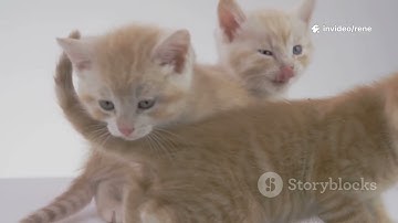 invideo ai 1080 Proof Orange Cats Are The Cutest 2025 10 29