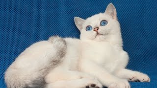 Британские котята,серебристые шиншиллы-поинт. UA*Leo San Glenn Британские котята,серебристые шиншиллы-поинт. UA*Leo San Glenn