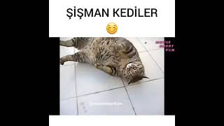 Dünyanin En Şi̇şman Komi̇k Kedi̇leri̇ Komi̇k Kedi̇ Vi̇deolari