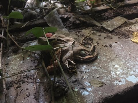 ''მიგდებული არქივები''