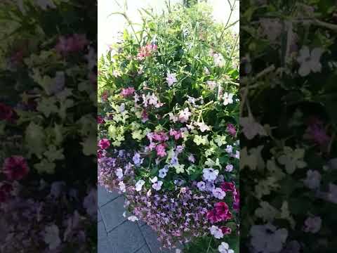 احلى ورود على رصيف الميناء في مدينة هلسنبورغ السويدية Beautiful Flowes Sea Bay In Helsigbrg Sweden