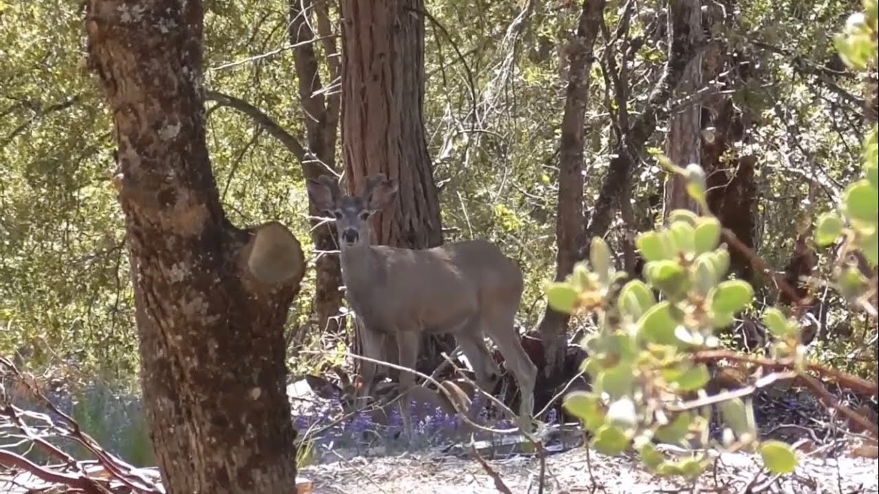 D7 Central California Archery Deer Season, Hanging out with Bucks in