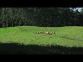 Produção de Leite Agroecológico em sistema Voisin. Santa Catarina