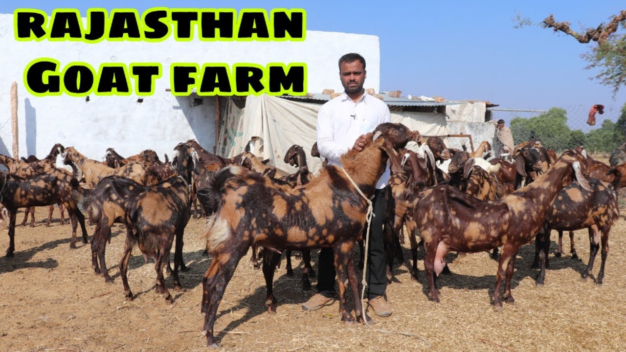 Rajasthan Goat farm sirohi goats - YouTube