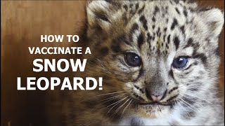 How to VACCINATE a Snow leopard  The Big Cat Sanctuary
