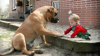 When your dog is the most devoted big brother ❤️Cute Moments Dog and Human