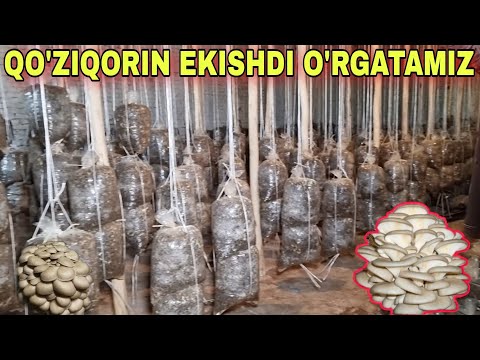 Video: Oyster qo'ziqorinlarini etishtirish: Oster qo'ziqorinlarini etishtirish haqida bilib oling