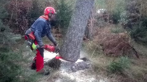 Chainsaw Husqvarna 560 XP complete tree processing