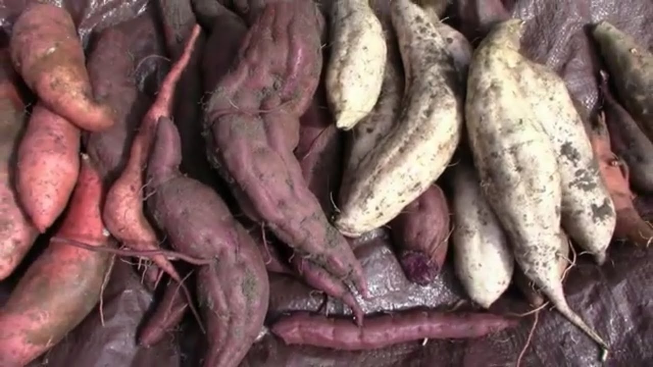 Harvesting Purple Molokai, Okinawan Purple. and Other Sweet Potatoes