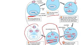 Chapter 14 Biotechnology