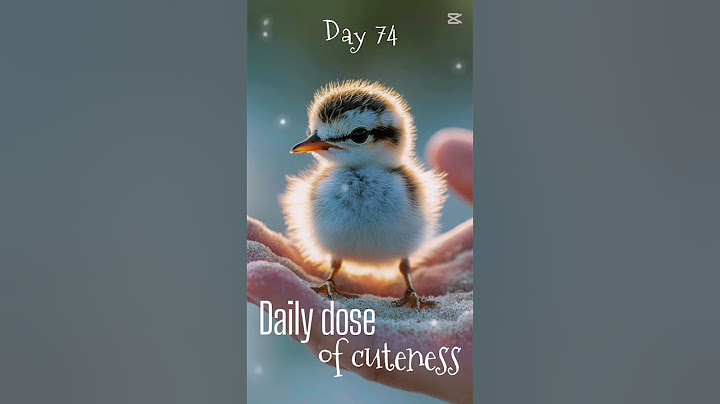 Day 74 - Nothing shines brighter than this cute sand piper! #sandpiper #babyanimals #cute