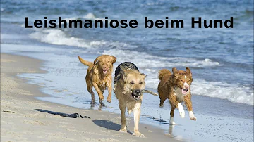 Sollte man einen Hund mit Leishmaniose nehmen?