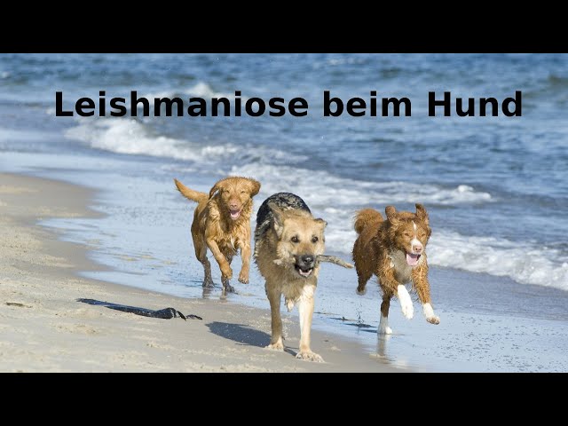 Beste Leishmaniose Hund Ernährung: Tipps und Tricks 3 sddefault