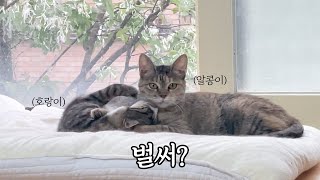 벌써 그때가 왔어요. 4랑이들과 미오, 알콩이 고양이 중성화 by 무겐의 냥다큐 10,765 views 9 days ago 8 minutes, 36 seconds