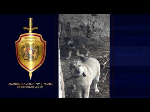 Video: Նոր ռազմավարությունը պաշտպանում է ոստիկանության շներին օփիոիդային գերդոզավորումից