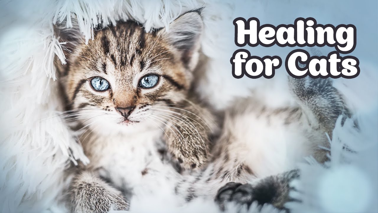 Relaxing Healing Music for Cats with Purr Sounds Perfect Stress Relief ... - Cat Purr Healing Music Benefits