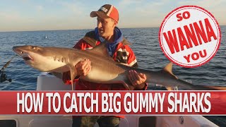 How to catch big gummy sharks