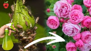 Protect roses from aphids and have gorgeous flowers!
