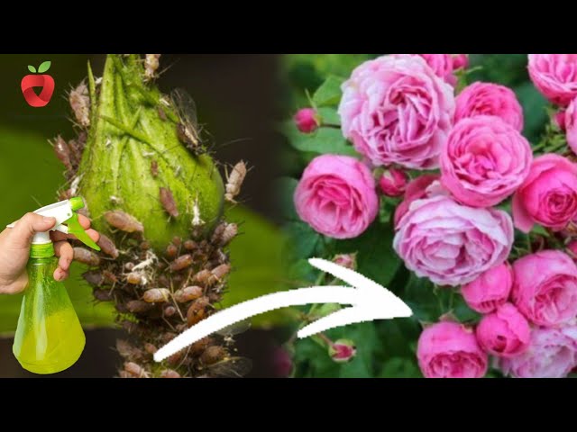 Protect roses from aphids and have gorgeous flowers! class=