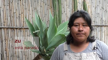 Zapoteco San Lucas Quiaviní - Cali Chiu Lecsyony 2, Video 2