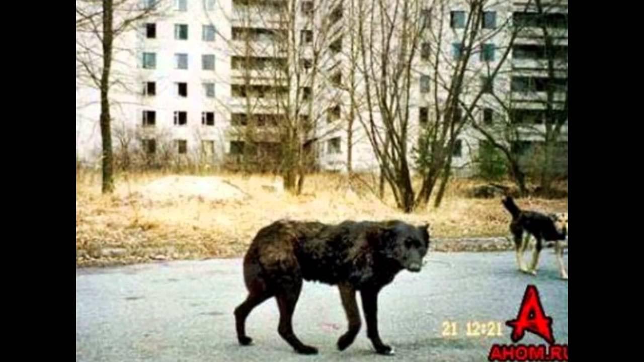 Жить там нельзя. Припять город призрак мутанты. Чернобыль зона отчуждения люди которые там живут. Зона отчуждения город Припять животные.