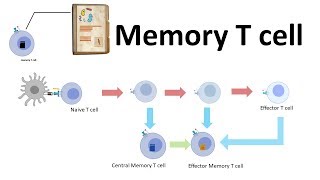 Memory T cell