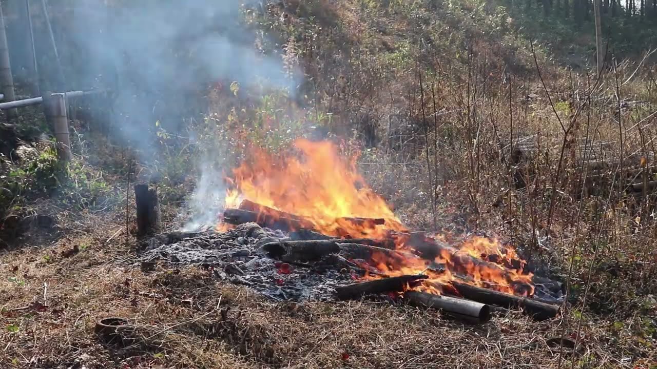 火力を調整しながら枯れ竹を燃やす！畑作りの地道な努力