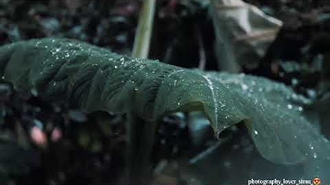 [Barish whatsApp status video]Rainy day, weather, monsoon status video, Nature status, Barish status