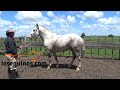 Padrillo Overo Azulejo-Vendido a Pto. Madryn. Caballo Imponente $100 mil- WWW.LOSEQUINOS.COM