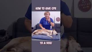 How to Give a Dog CPR