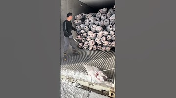Unloading Tuna Fish from Trucks | Quick Process Video" #seafood #tunafish #fishing