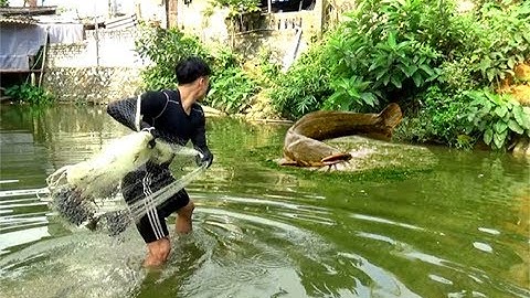 Quăng Chài Bắt Cá Ao | Gặp Cá Trê Khủng Nặng 8kg