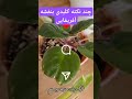 چند تا نکته ساده ولی کلیدی بنفشه آفریقایی Plant Flowers آفریقا گلهای آپارتمانی آموزش قلق 
