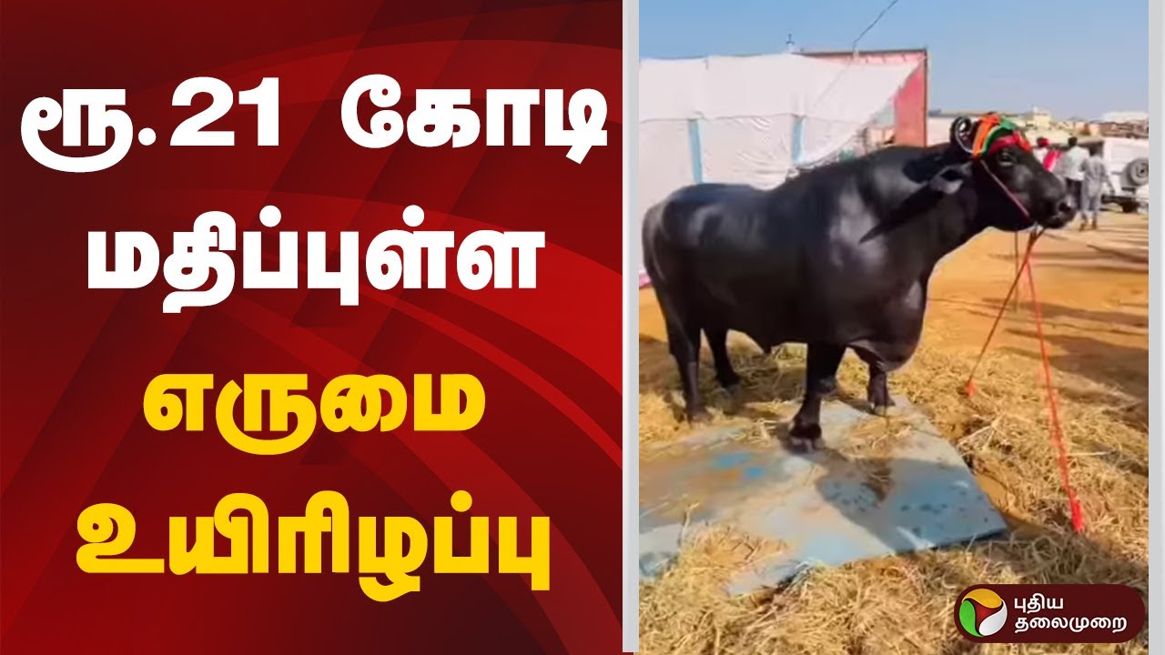 ரூ.21 கோடி மதிப்புள்ள எருமை உயிரிழப்பு | Rajasthan | Anmol The Buffalo Death
