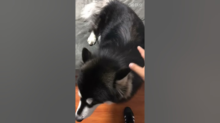 你们这辈子都没有看过的狗静电