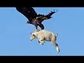 Eagles Lifts Dog - Eagles VS Goat - Eagles Attack, Kill and Eat Mountain Goat