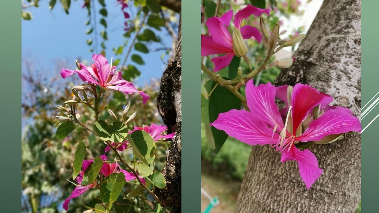 Hong Kong Orchid Tree - Bauhinia blakeana - 洋紫荊 - 香港蘭 - 香港市花 