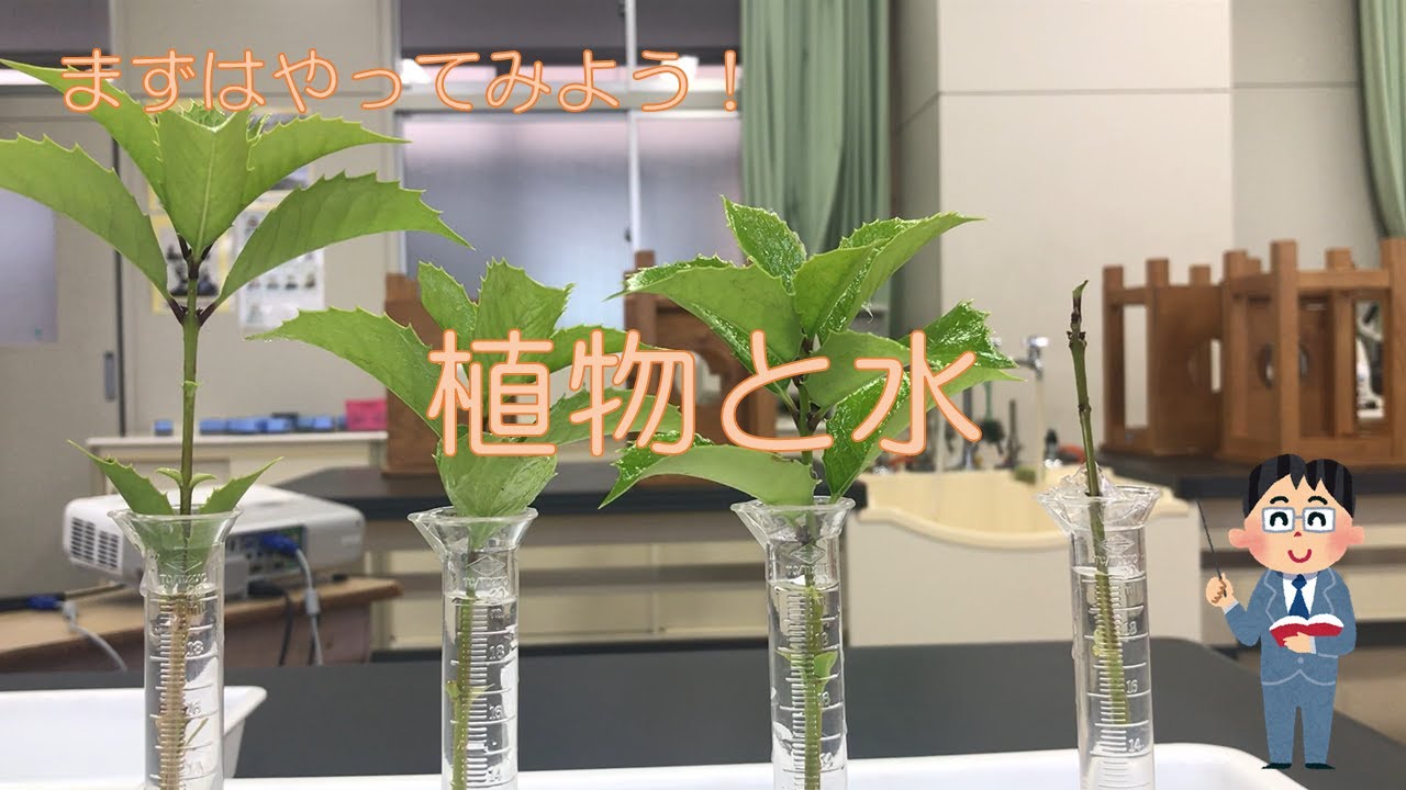 中学理科２年 植物のからだとはたらき 21 植物と水 Youtube