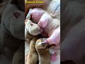 幸せを運ぶ子犬 #KoreaPuppies #JapanDogs
