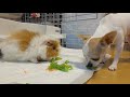 おばあちゃんの食欲