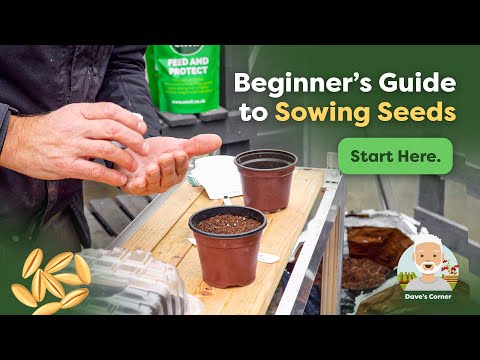 Video: Propagace semen amoniaku: Naučte se, jak a kdy zasít semena amoniaku