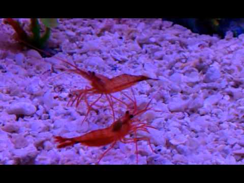 Shrimp size slap fight!