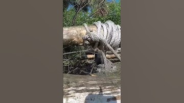 A log cabin built by one man moving heavy logs weighing 900 pounds alone #shorts