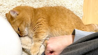 ぼくが見つけた枕は誰にも渡さない！