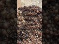 Stingless bee #honey #beefeater #bee #honeybeesting #insects #nature #satisfying #honeybeedance